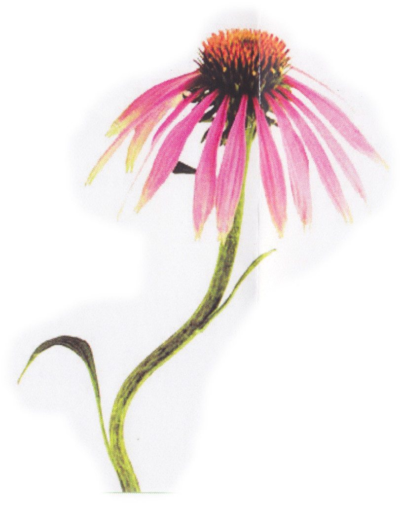 Naturopathy | flower 